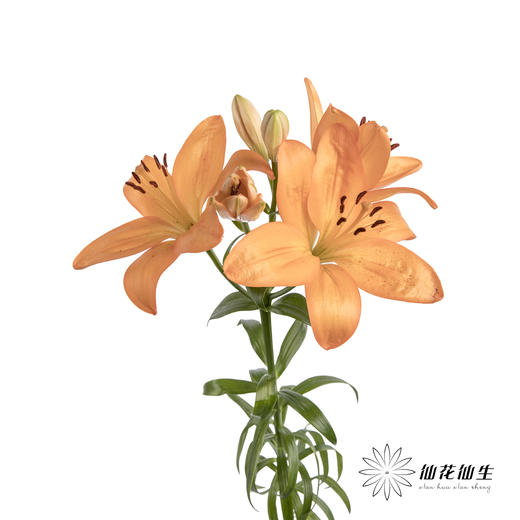 百合 | 亚百橙色梦想 商品图0