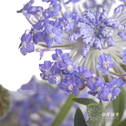 配花 | 翠珠紫色 商品图2