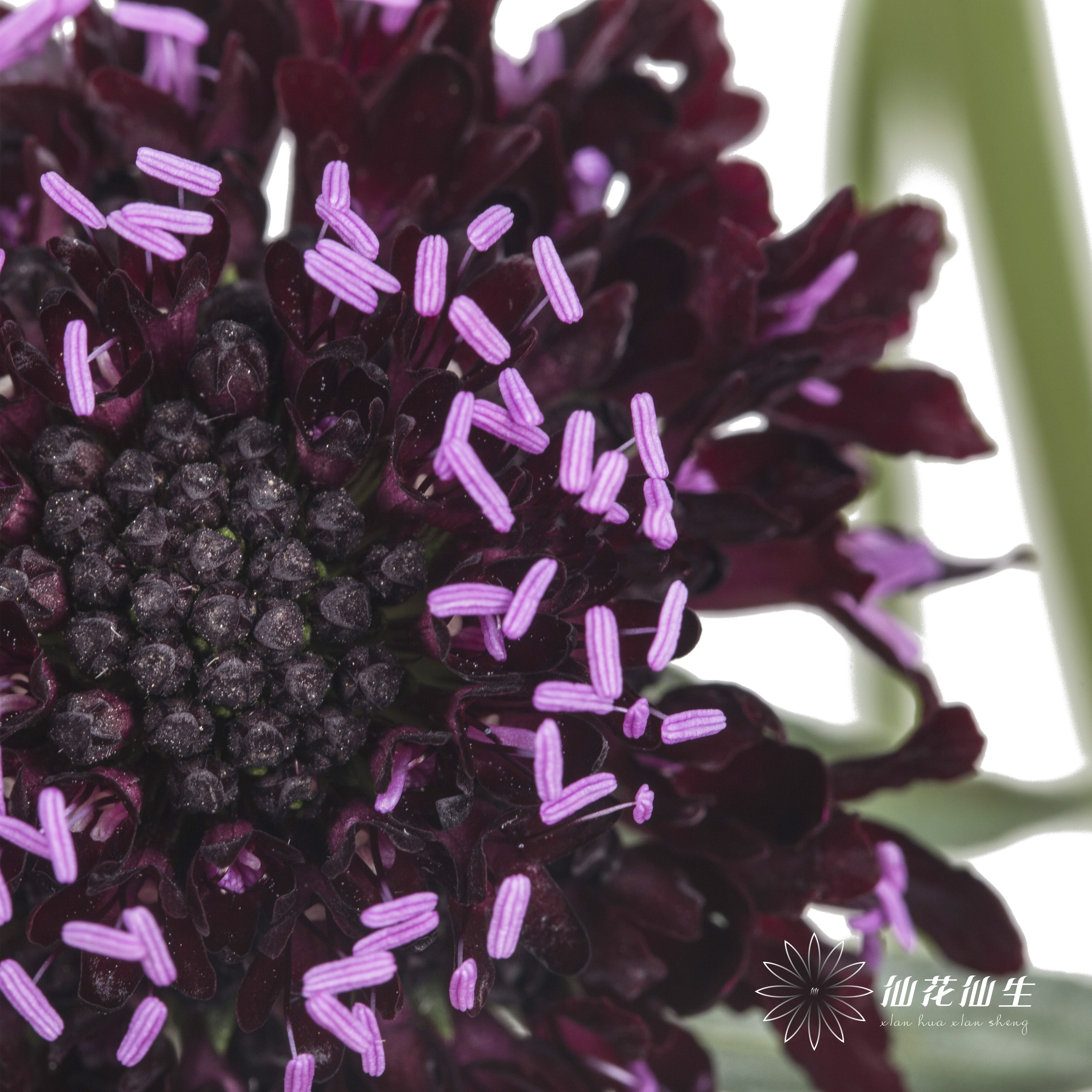 配花 | 松虫草紫黑色