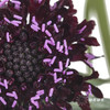 配花 | 松虫草紫黑色 商品缩略图0