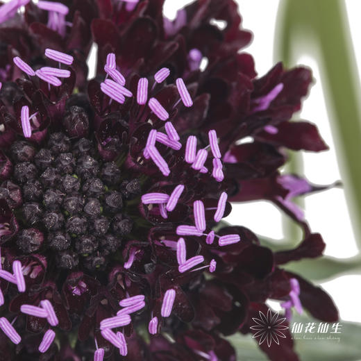 配花 | 松虫草紫黑色 商品图0