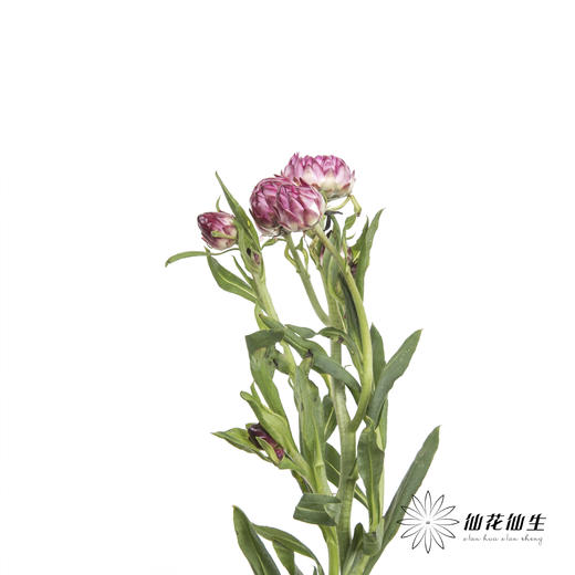配花 | 麦秆菊粉色 商品图4