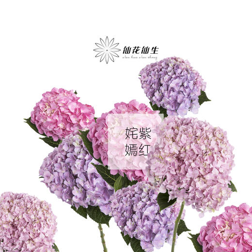 团购花材 | 绣球姹紫嫣红 商品图1
