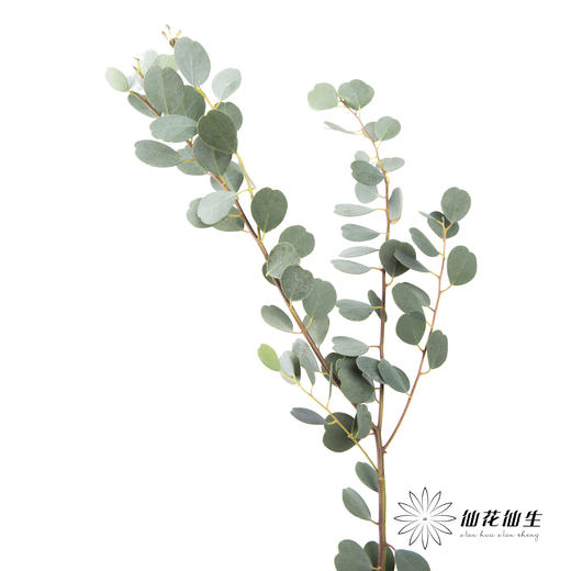 叶材 | 尤加利心形 商品图1