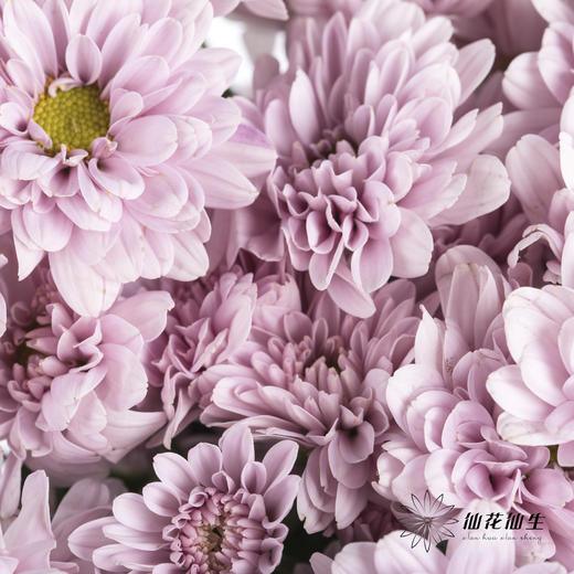 小菊 | 汉城 商品图1