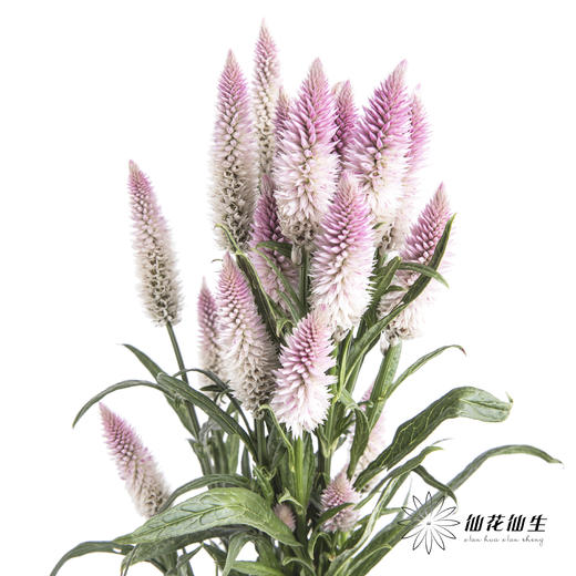 配花 | 多头凤尾粉色 商品图0