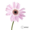 非洲菊 | 真爱 商品缩略图0