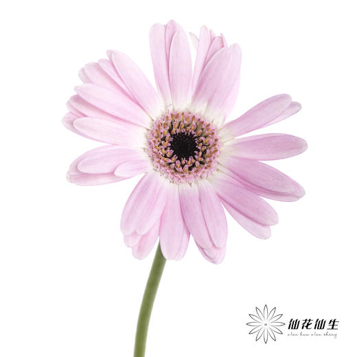 非洲菊 | 真爱 商品图0