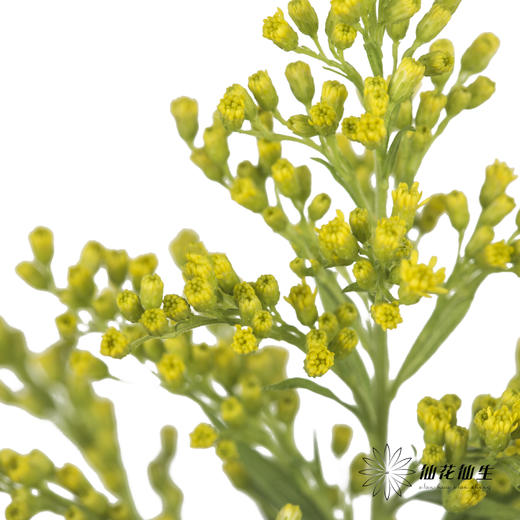 配花 | 黄莺 商品图2