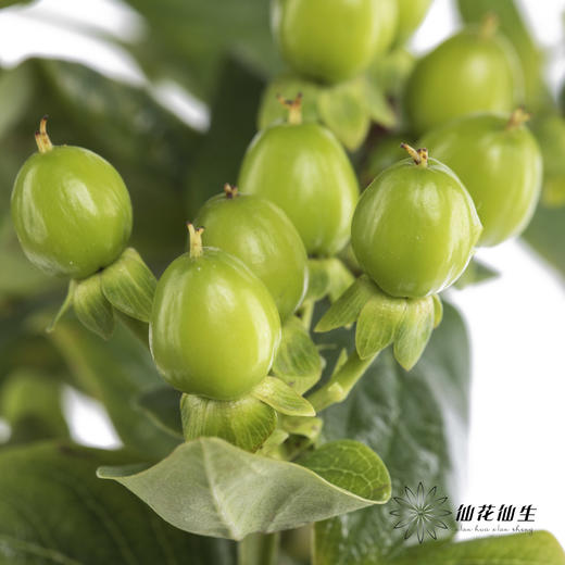 配果 | 火龙珠绿色 商品图2