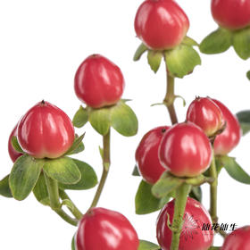 配果 | 火龙珠红色