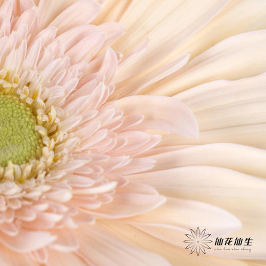 非洲菊 | 爱琴海 商品图1