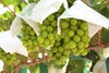 2025年山西晴王葡萄  净重5斤 顺丰冷链 商品缩略图3