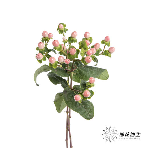 配果 | 火龙珠粉色【运输途中果子易掉，介意慎拍】 商品图2