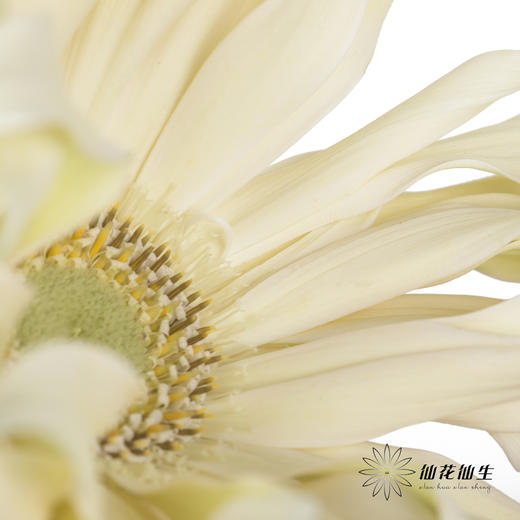 非洲菊 | 香格里拉 商品图3