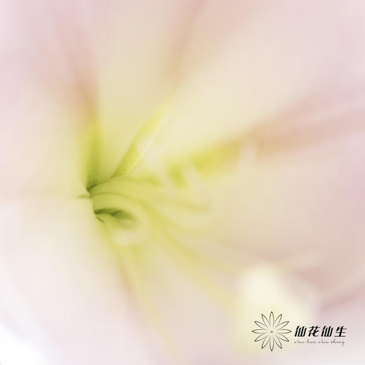 百合 | 铁炮粉色 商品图9