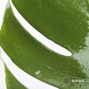叶材 | 龟背叶 商品缩略图3