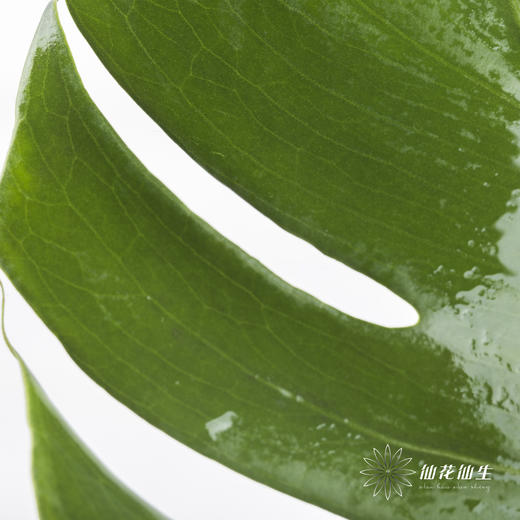 叶材 | 龟背叶 商品图3