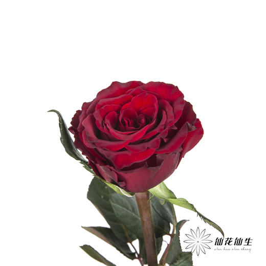 单头玫瑰 | 传奇 商品图4