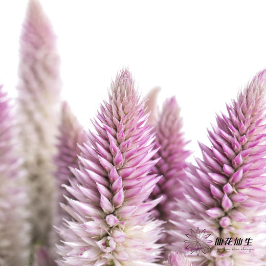 配花 | 多头凤尾粉色 商品图2