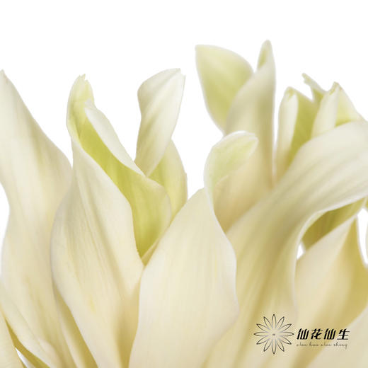 非洲菊 | 香格里拉 商品图2