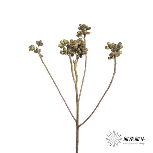 配果 | 僵尸果【运输途中果子易掉，介意慎拍】 商品图2