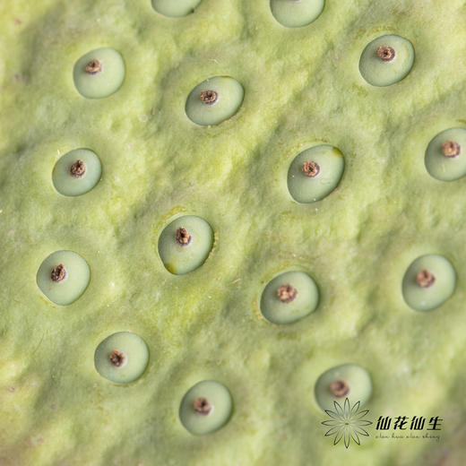 配果 | 莲蓬 商品图1