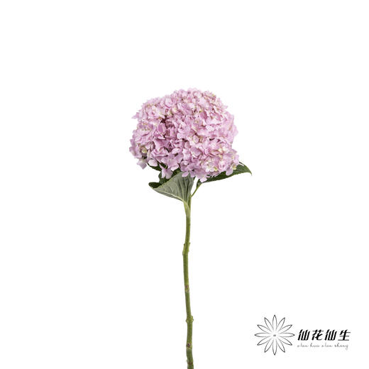 绣球 | 浅粉 商品图2