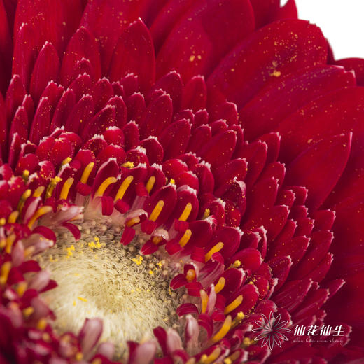 非洲菊 | 红色 商品图2