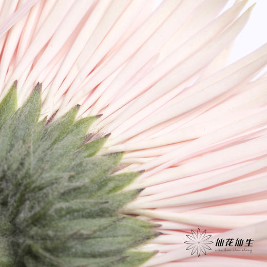 非洲菊 | 拉丝粉色 商品图3
