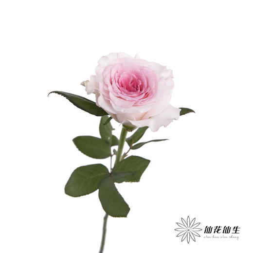 单头玫瑰 | 洛神 商品图3
