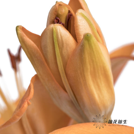 百合 | 亚百橙色梦想 商品图4