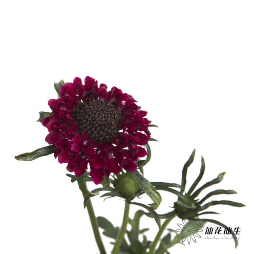 配花 | 松虫草红色 商品图4