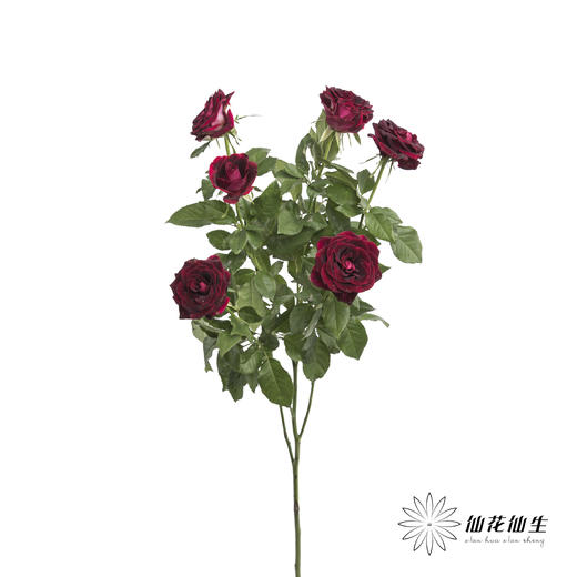 多头玫瑰 | 紫罗兰 商品图4