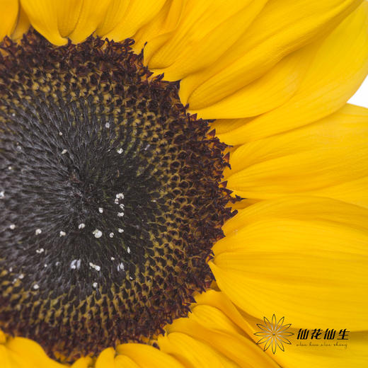 向日葵 | 黄色 商品图2