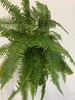 配叶-芒琪 商品缩略图0