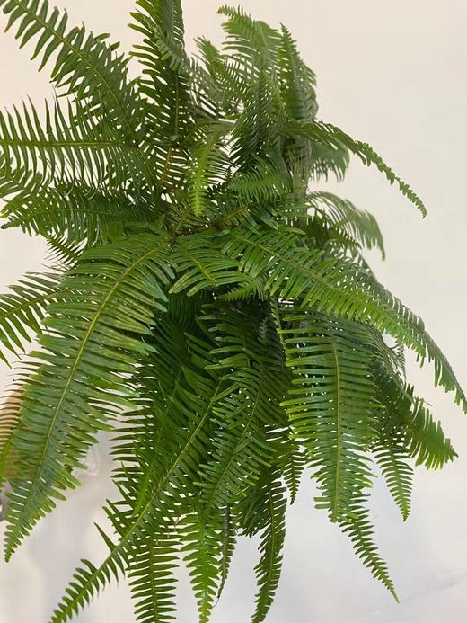 配叶-芒琪 商品图0