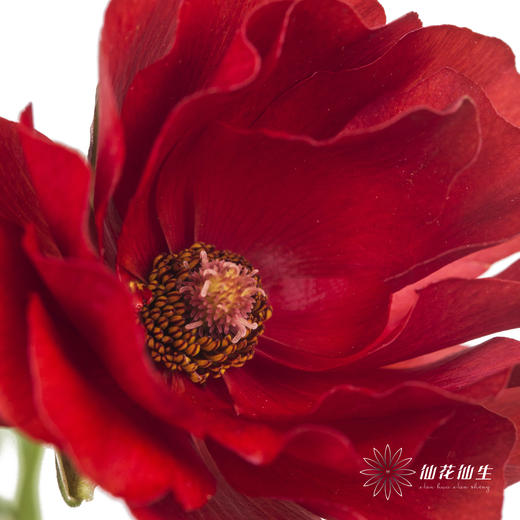 配花 | 蝴蝶洋牡丹红色 商品图2