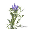 配花 | 中国桔梗紫色 商品缩略图2