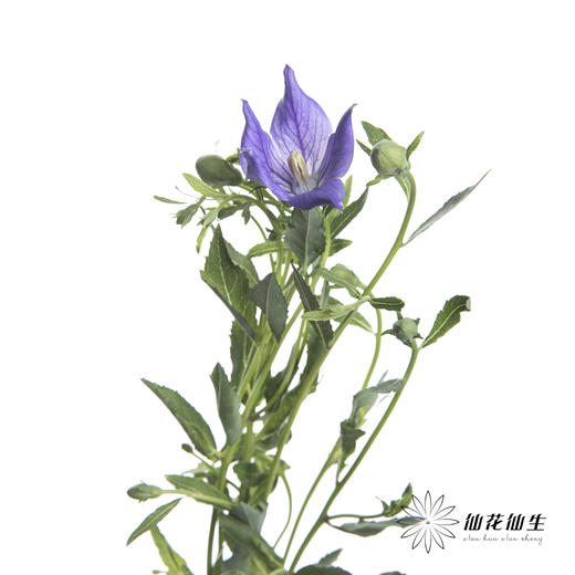 配花 | 中国桔梗紫色 商品图2