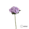 绣球 | 大海紫【天气原因可能有色差，以实际发货为准】 商品缩略图1