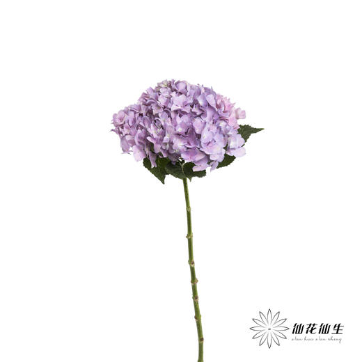 绣球 | 大海紫【天气原因可能有色差，以实际发货为准】 商品图1