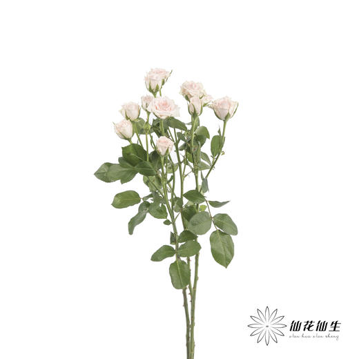 多头玫瑰 | 心悦宝贝 商品图3