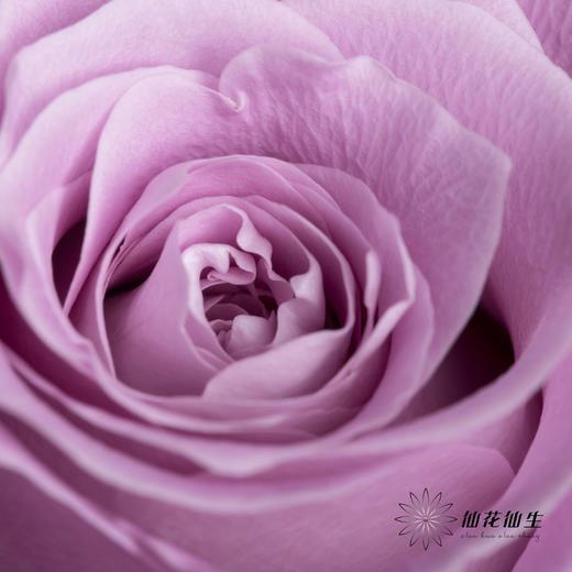 单头玫瑰 | 碧海 商品图3