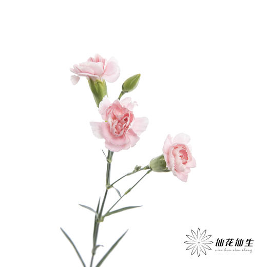 多头康乃馨 | 粉太子 商品图2