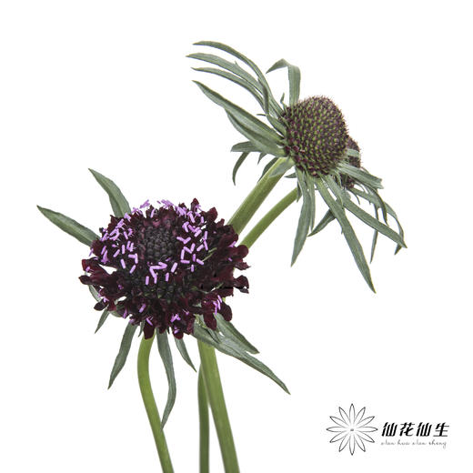 配花 | 松虫草紫黑色 商品图2