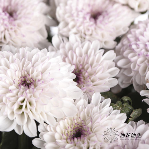 小菊 | 马蒂斯 商品图3