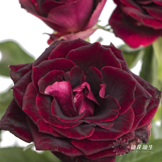 多头玫瑰 | 紫罗兰 商品图1