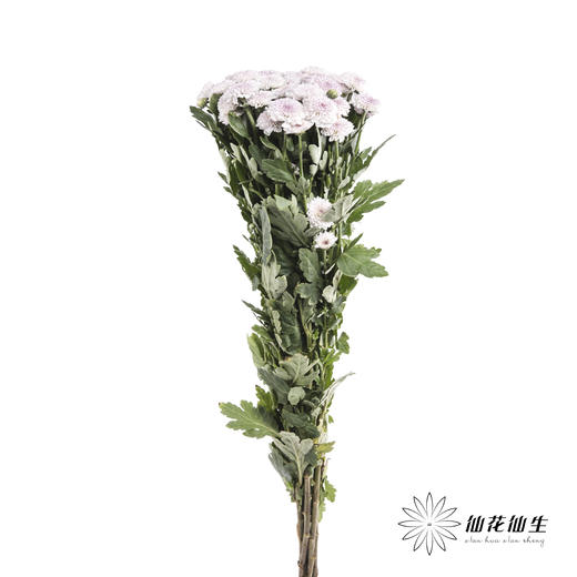 小菊 | 马蒂斯 商品图4
