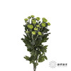 小菊 | 纽扣菊绿色 商品缩略图2